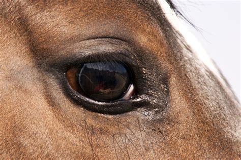 ojo de un caballo